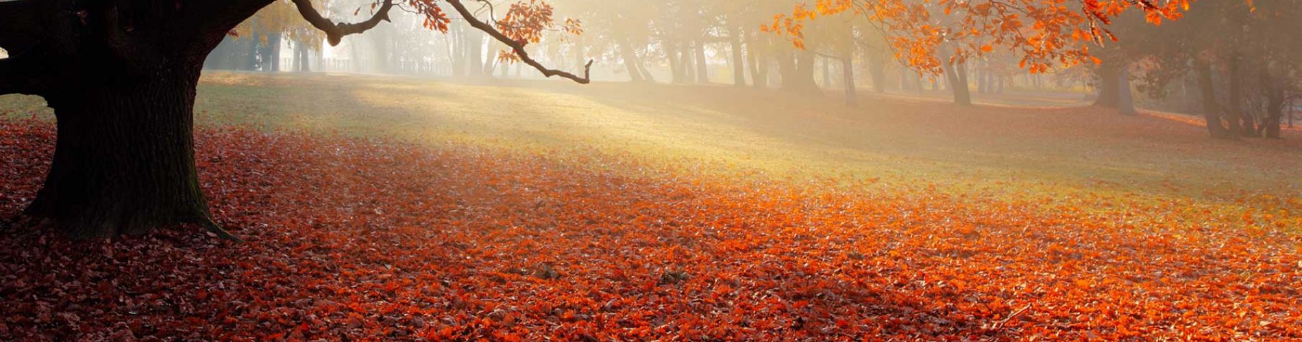 condoleance condoleance